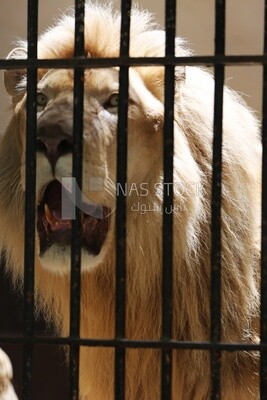 Lion sitting behind the walls in the Giza Zoo