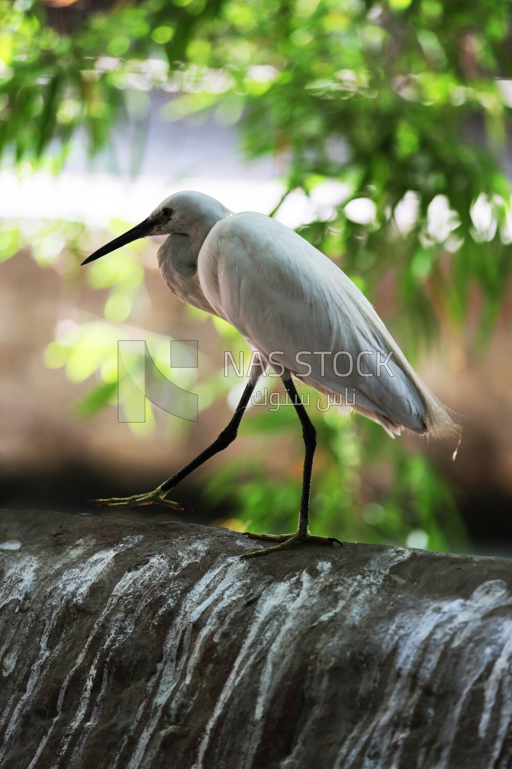 Large white bird in a tree at the Giza Zoo