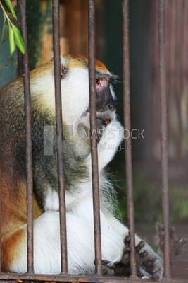 Monkey in the Giza Zoo, Animals