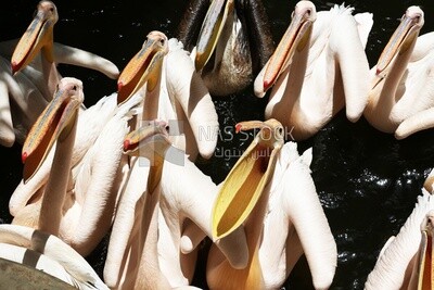 Swans open their mouths to eat at Giza Zoo, Animals