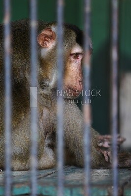 Monkey in the Giza Zoo, Animals