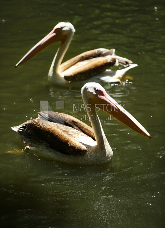 Swans swim in the lake at Giza Zoo, Animals