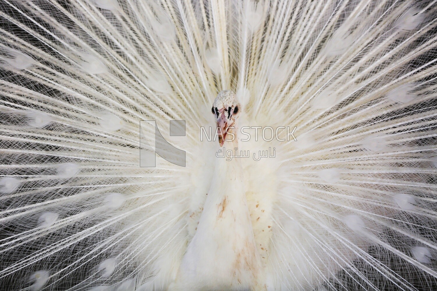 Indian peafowl in the Giza Zoo, Animals