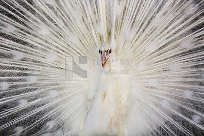 Indian peafowl in the Giza Zoo, Animals