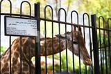 Giraffe at the Giza Zoo, Animals