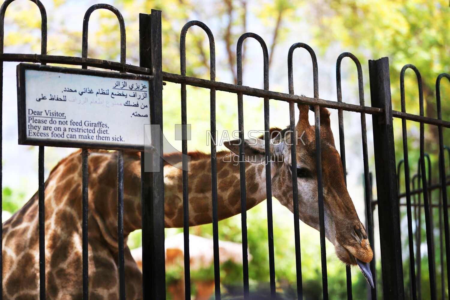 Giraffe at the Giza Zoo, Animals