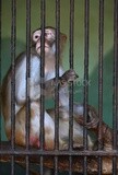 Monkey in the Giza Zoo, Animals