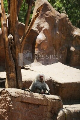 Monkey in the Giza Zoo, Animals