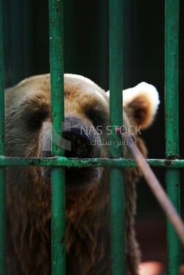 bear behind the walls in the Giza Zoo