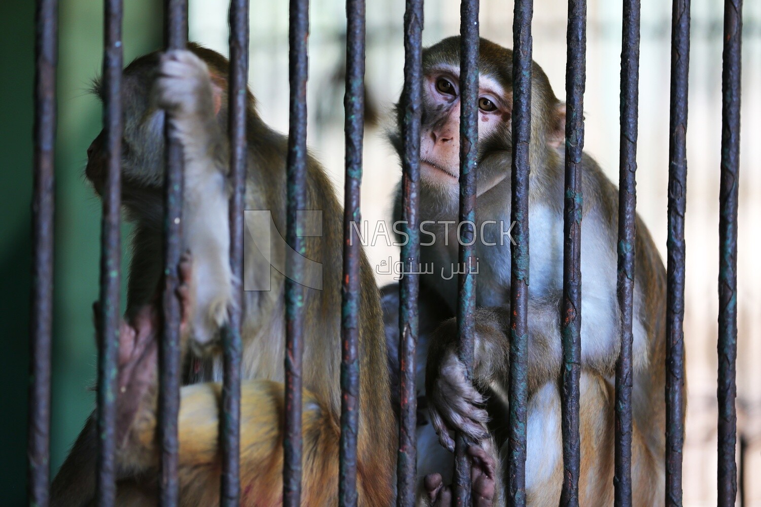 Monkey in the Giza Zoo, Animals