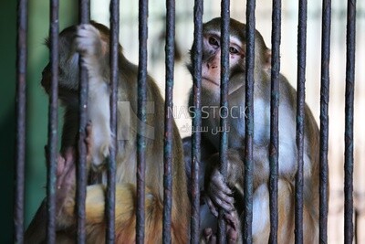 Monkey in the Giza Zoo, Animals