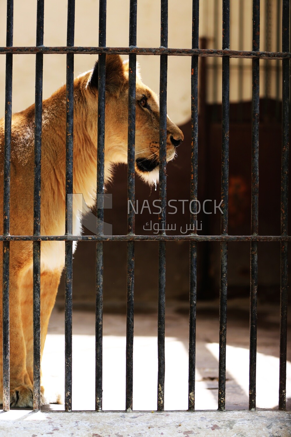 Lion sitting behind the walls in the Giza Zoo