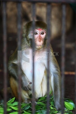 Monkey in the Giza Zoo, Animals