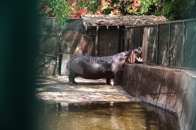 Hippo behind the walls in the Giza Zoo