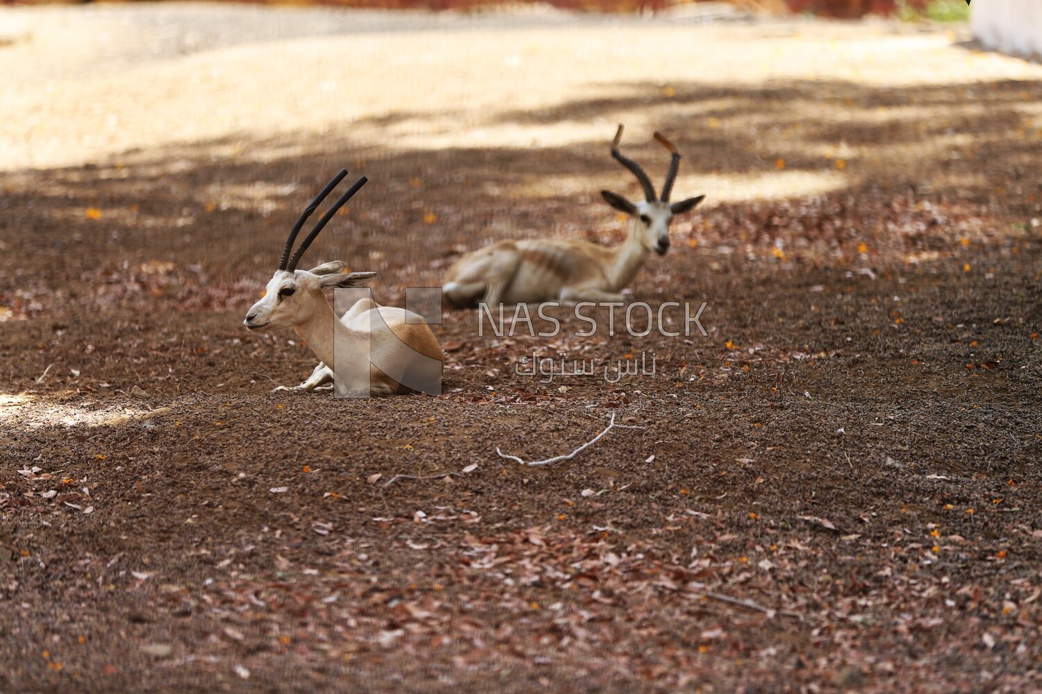 Deer sitting in the floor at Giza Zoo, Animals