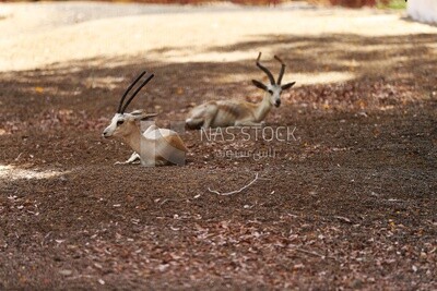 Deer sitting in the floor at Giza Zoo, Animals