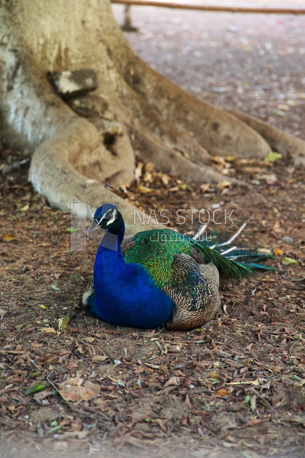 Indian peafowl in the Giza Zoo, Animals