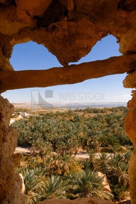 View of palms in Siwa