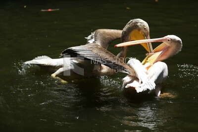 Swans swim in the lake at Giza Zoo, Animals