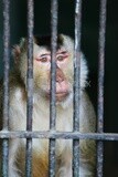 Monkey in the Giza Zoo, Animals