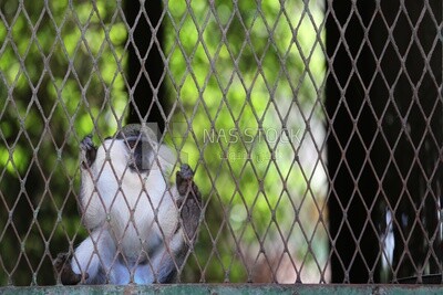 Monkey in the Giza Zoo, Animals