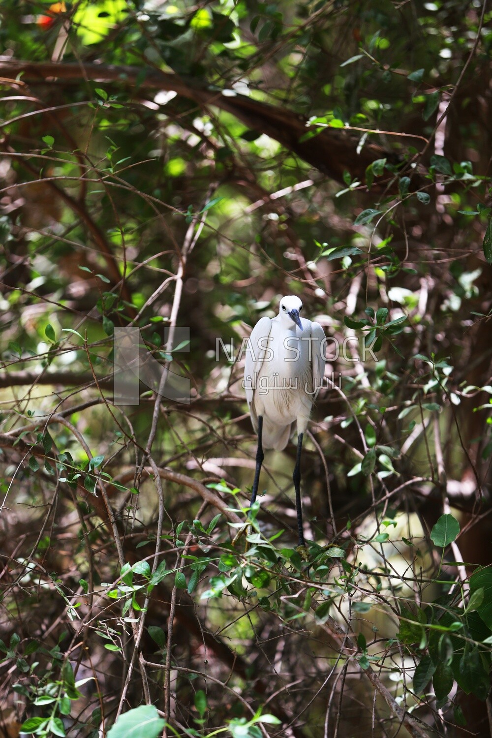 Large white bird in a tree at the Giza Zoo