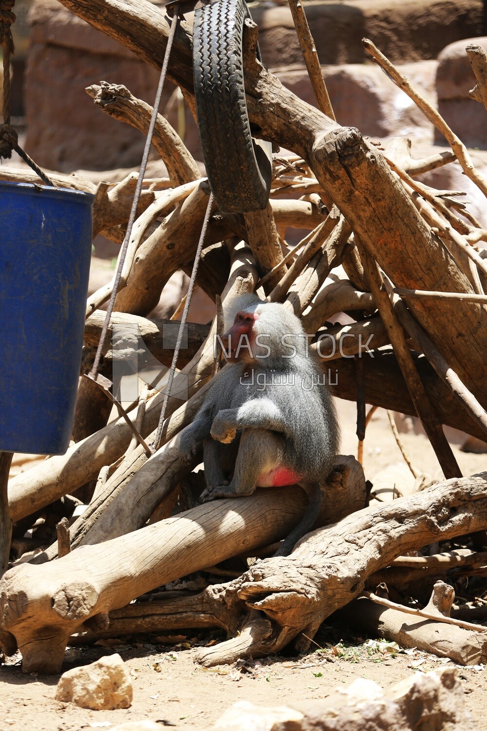 Monkey in the Giza Zoo, Animals