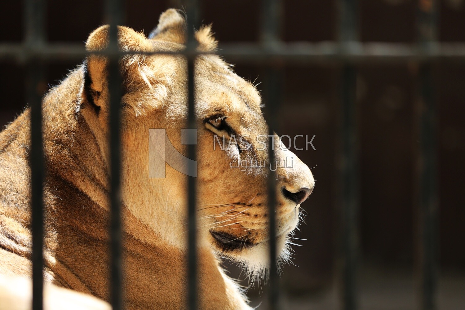 Lion sitting behind the walls in the Giza Zoo