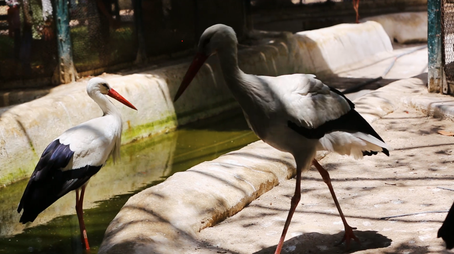 Large white bird at Giza zoo