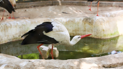 Large white bird at Giza zoo