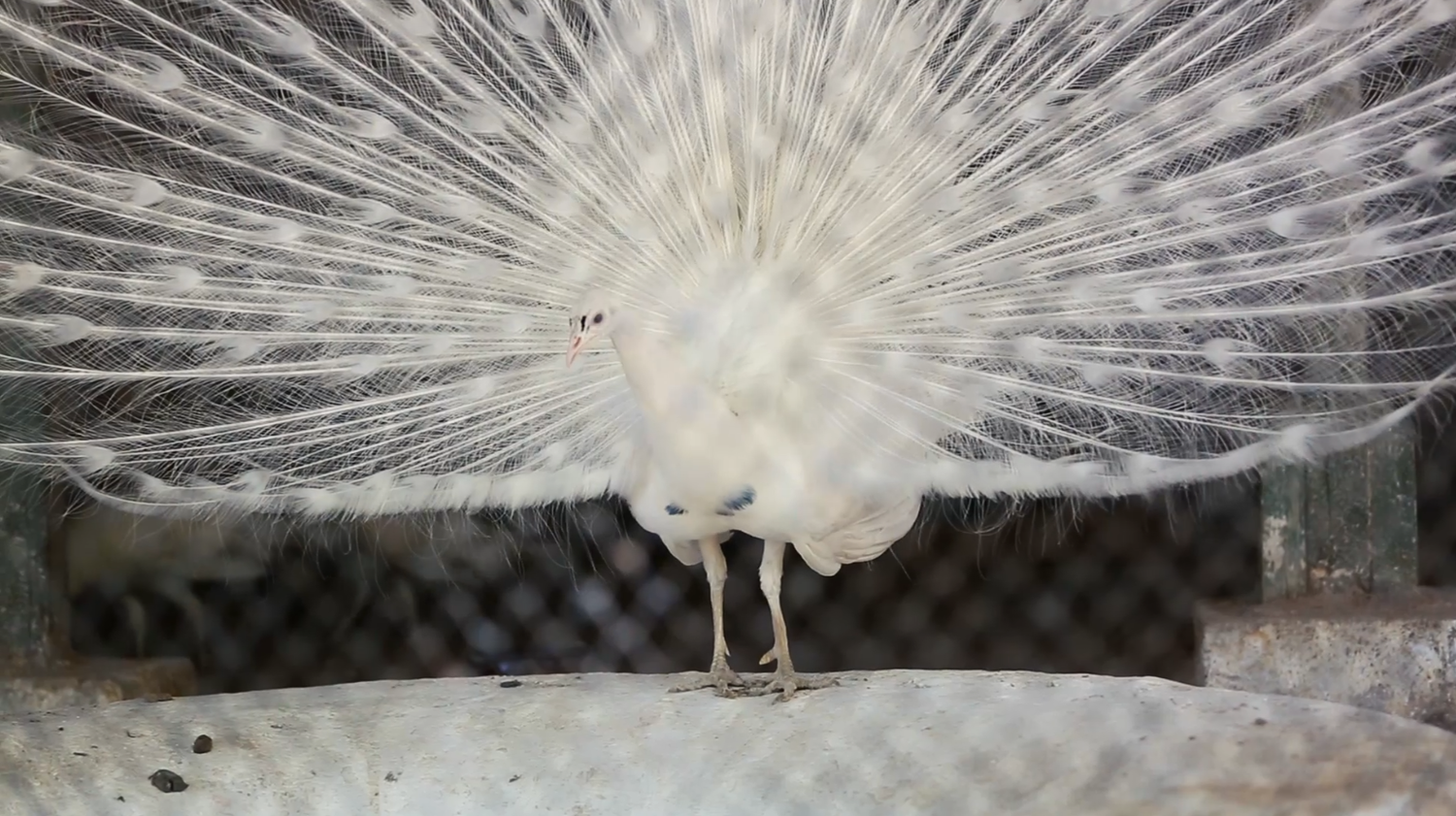 Indian peafowl in the giza zoo
