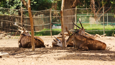 Deer at Giza zoo