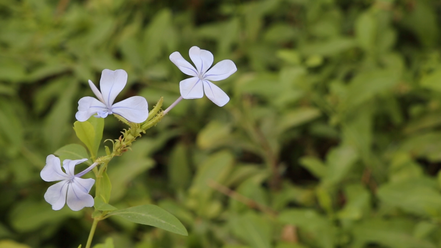 White plumbago flowers