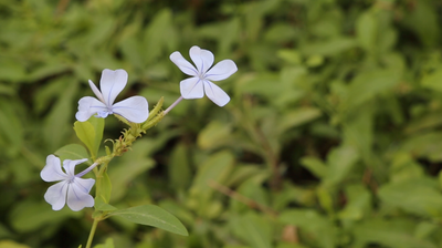 White plumbago flowers