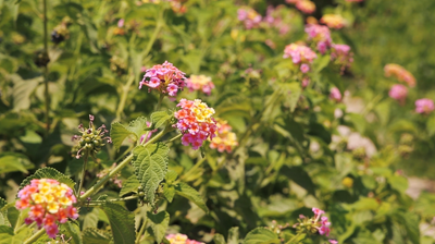 Bright green leaves with Lantana flowers in sunlight