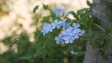 White plumbago flowers