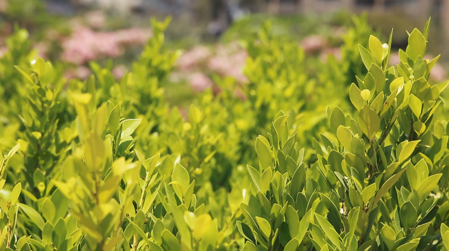 Green leaves texture in spring leaves of ornamental plants