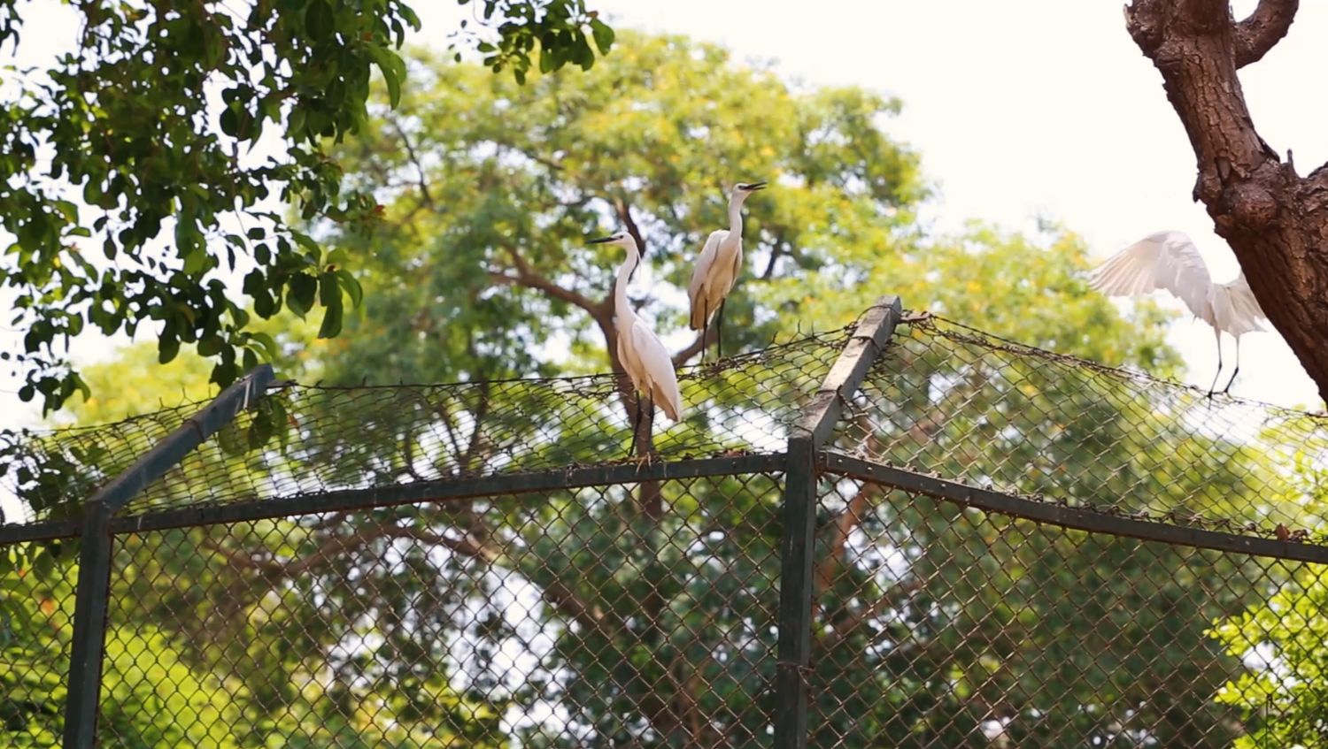 Cage for birds in a garden in Cairo