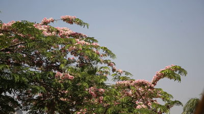 Bright green trees with flowers in sunlight