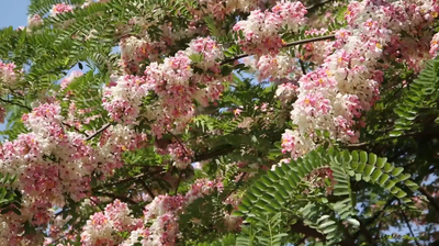 Bright green trees with flowers in sunlight