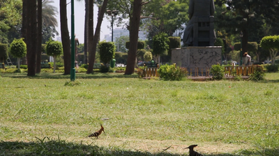 Al horreya garden