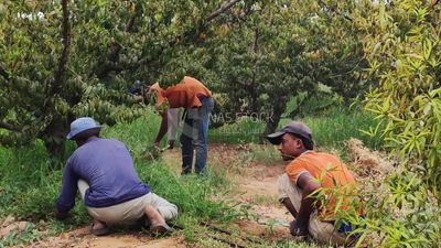 Agriculture and harvest