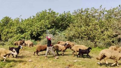 Boy herding sheep, green pastures, sheep herding