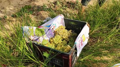 Farmer packing grapes in crates for shipment and export
