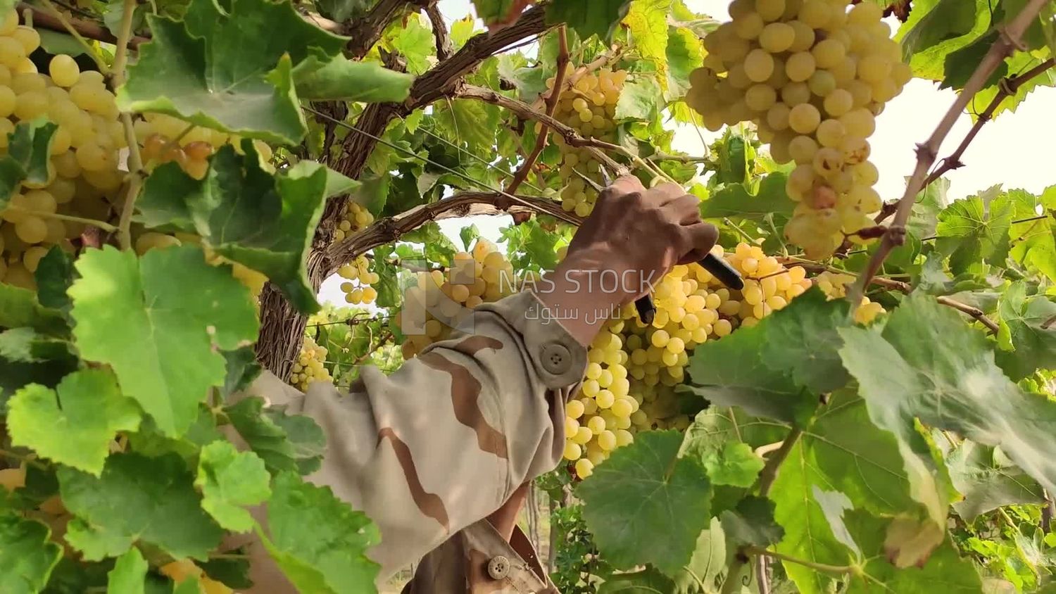 Farmer picking and harvesting grapes