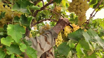Farmer picking and harvesting grapes