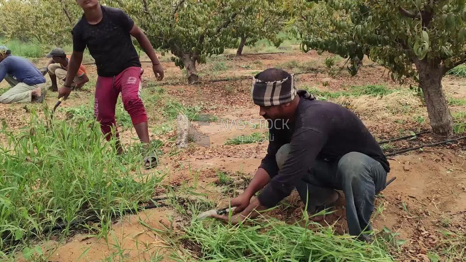 Group of men working on a farm