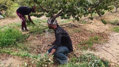 Man working on a farm