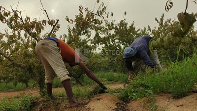 Men are mowing the grass from the agricultural land