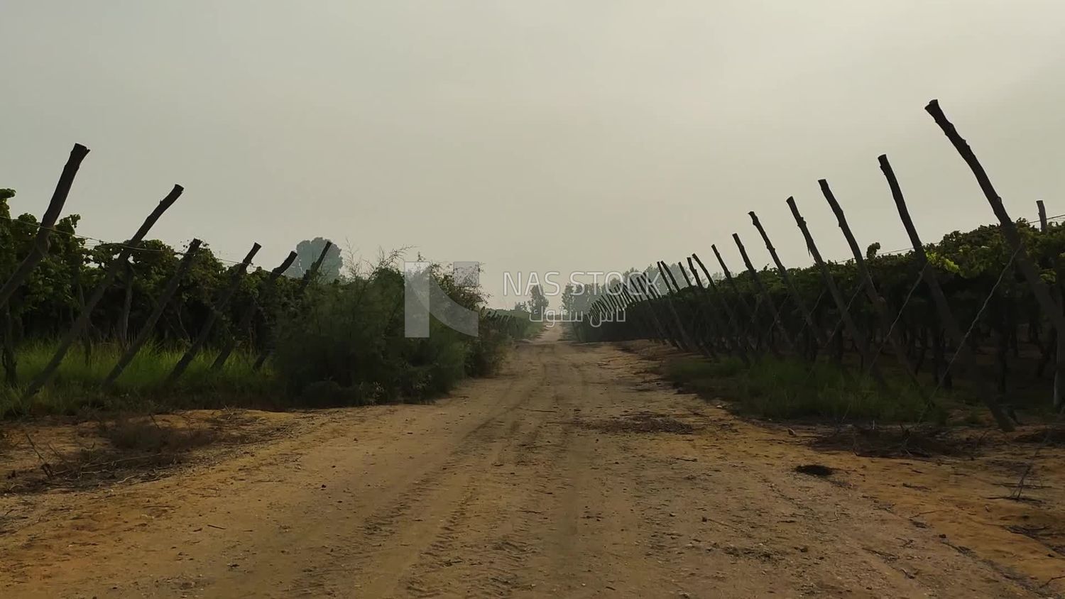 Sandy road for cars in the middle of agricultural fields